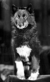 Balto memorial photo