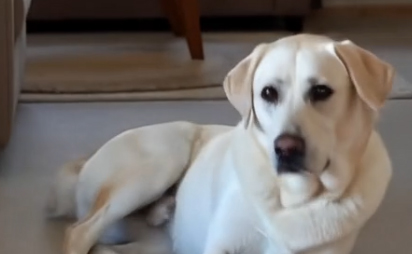 Chester memorial photo