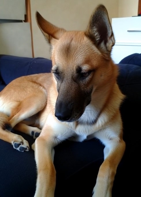 Balou memorial photo