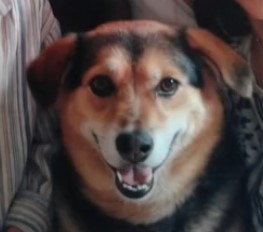 Ingo memorial photo