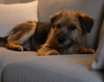 Lilly memorial photo