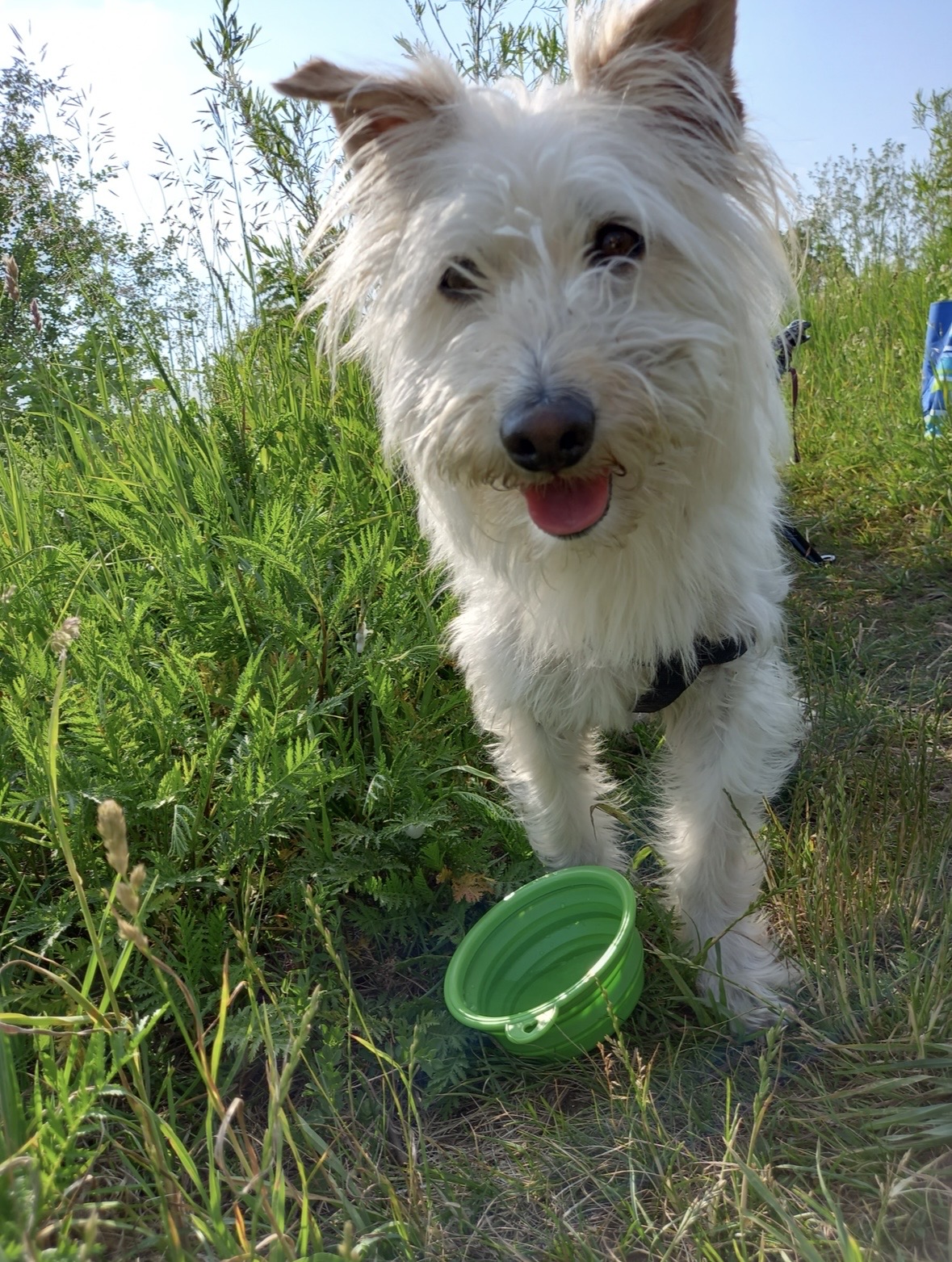 小Q (Little Q) memorial photo