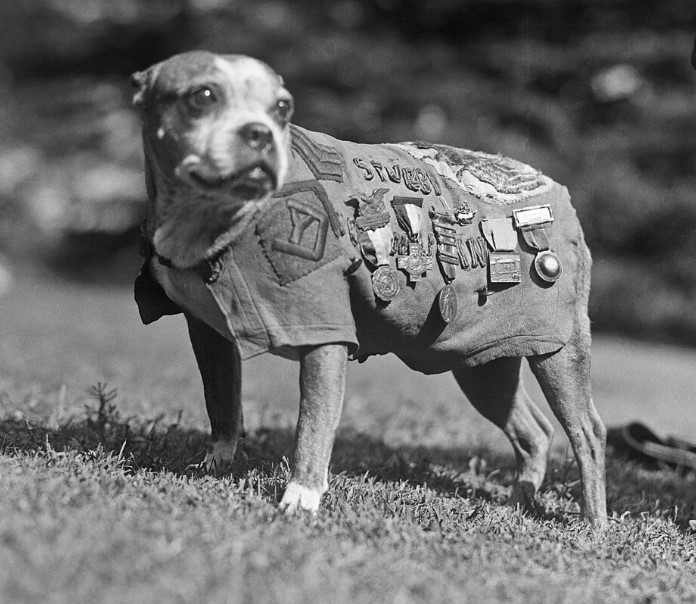 Sergeant Stubby memorial photo