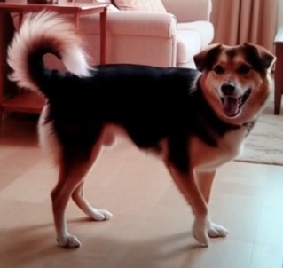 Photo of Ingo